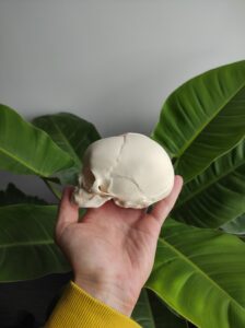 Terapia manualna w pediatrii i neonatologii